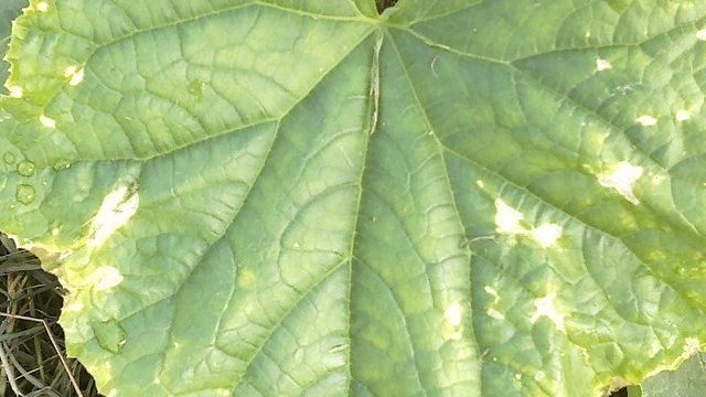 Белые пятна на листьях кабачков: причины и способы решения проблемы