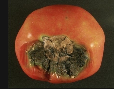 Черная бактериальная гниль томатов