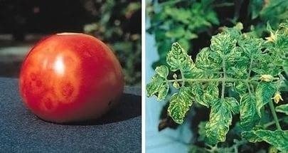 Мозаика пепино на томатах