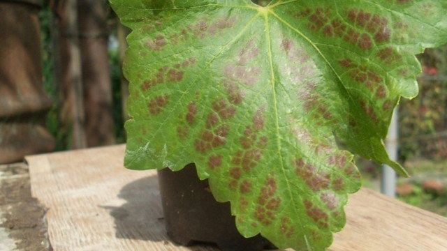 Чем лечить пятна на листьях винограда