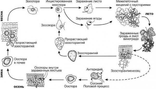 Жизненный цикл фитофторы схема