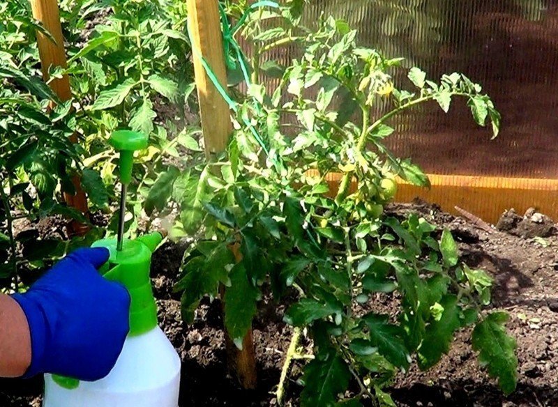 Обработка помидор от фитофторы в открытом грунте борной кислотой