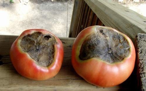 Вершинная гниль плодов томата