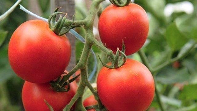 Вредители томатов и эффективные способы борьбы с ними