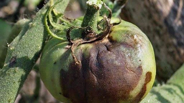 Знать врага «в лицо»: признаки бурой пятнистости у томатов, эффективные методы борьбы и профилактики кладоспориоза