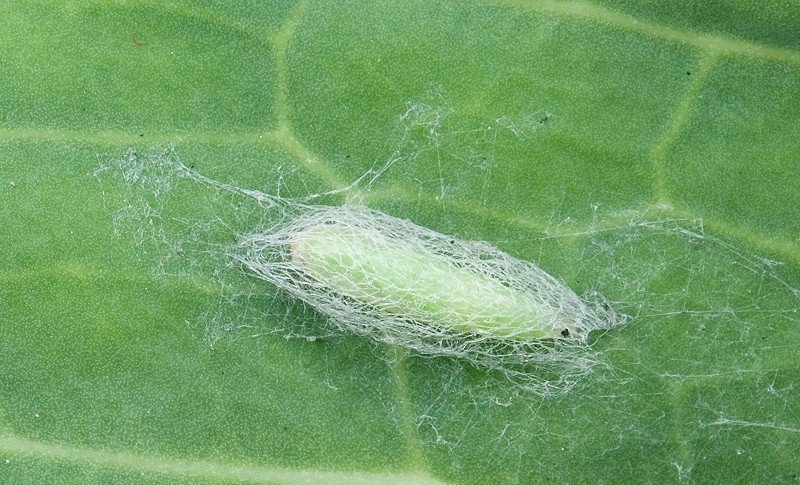 Гусеница капустной моли