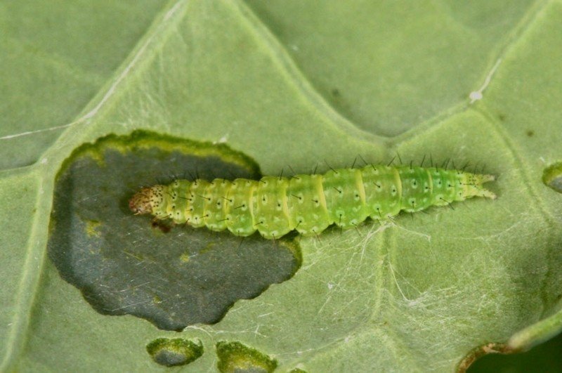 Зеленая гусеница капустница