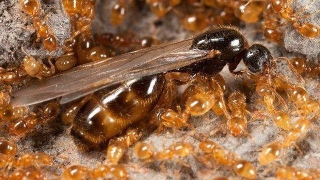 Матка домашних муравьев — как она выглядит и где искать