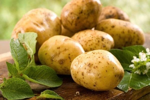 Сорт картофеля барин
