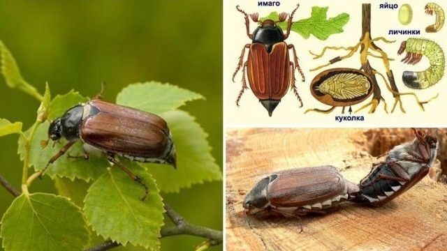 Майский жук: польза и вред для огорода и сада, вредны ли его личинки
