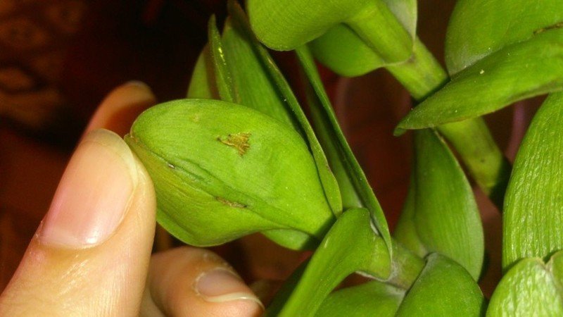 Антракноз орхидей фаленопсис