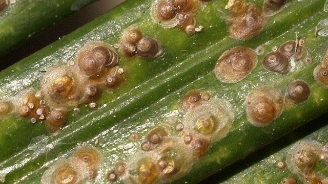 Вредители орхидей: варианты лечения и борьбы с паразитами