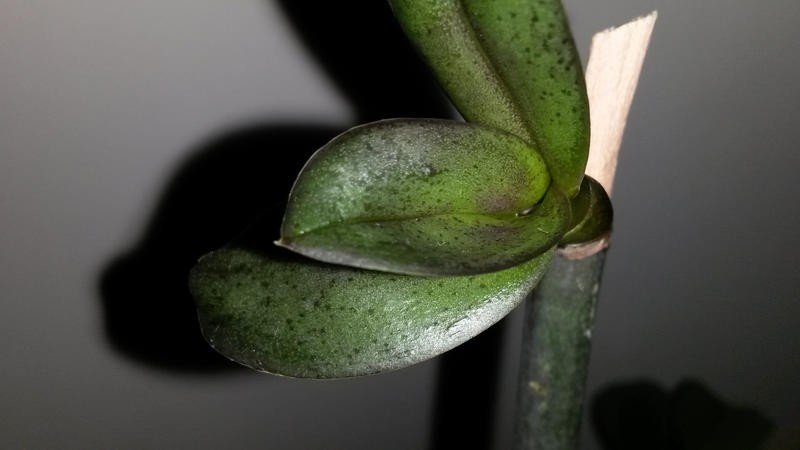 Трипсы на орхидеях фаленопсис
