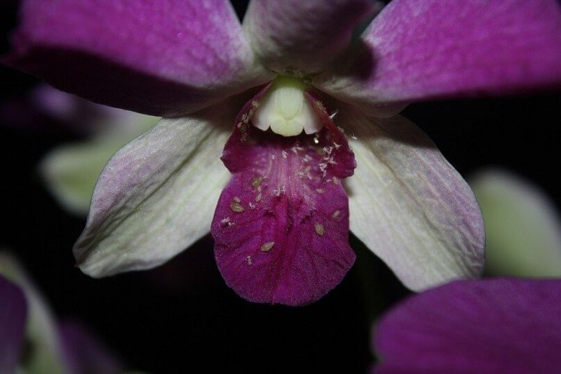 Виды орхидей цимбидиум