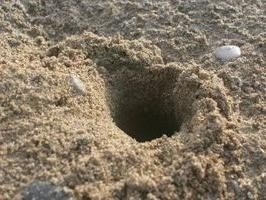 Дырки крабов в песке