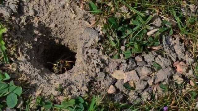 Земляные осы: как избавиться? Средства борьбы с земляными осами