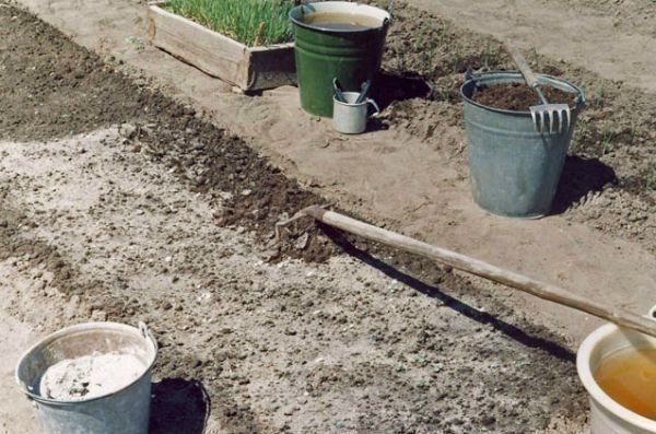 Подготовка почвы для посадки чеснока