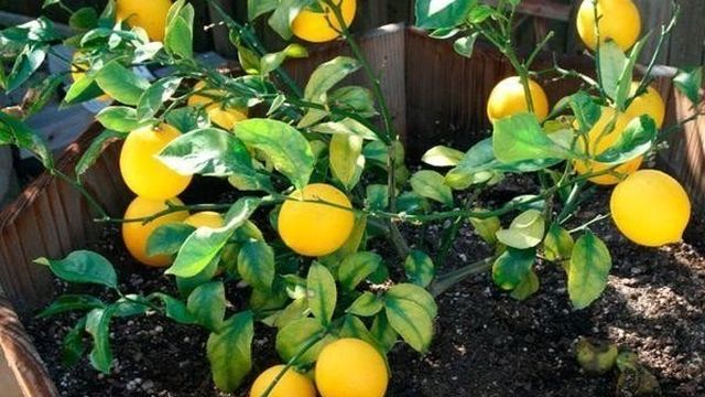 Чем лучше подкормить лимон в домашних условиях