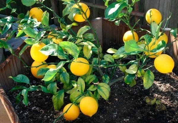 Сорт лимона дженоа