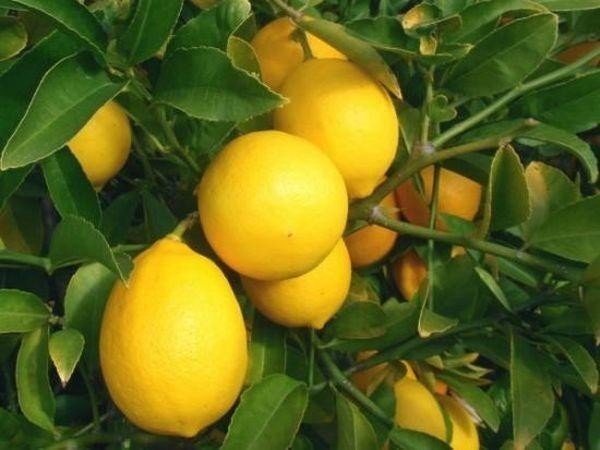 Сорт лимона пандероза