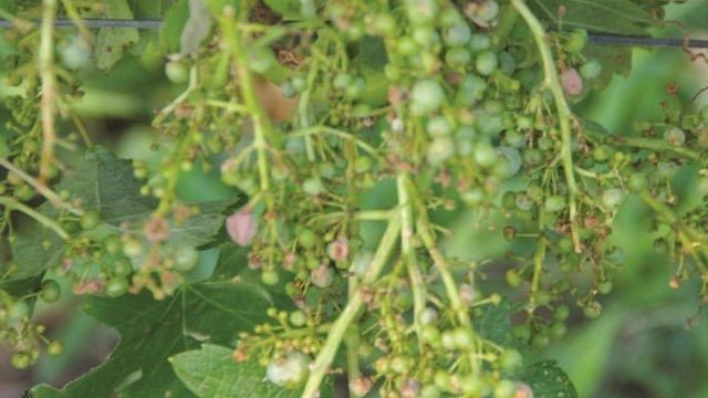 Чем подкормить виноград в июне
