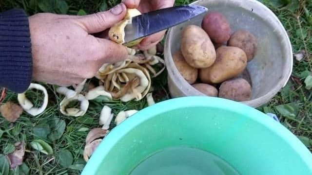 Для каких растений можно использовать картофельные очистки в качестве удобрения