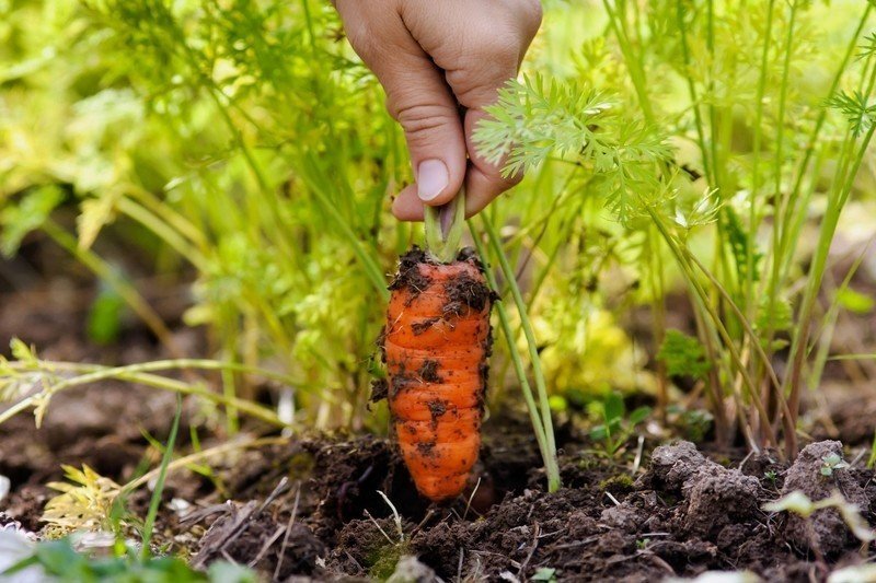 Морковь в руках огород