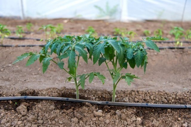 Irrigation tomato greenhouse