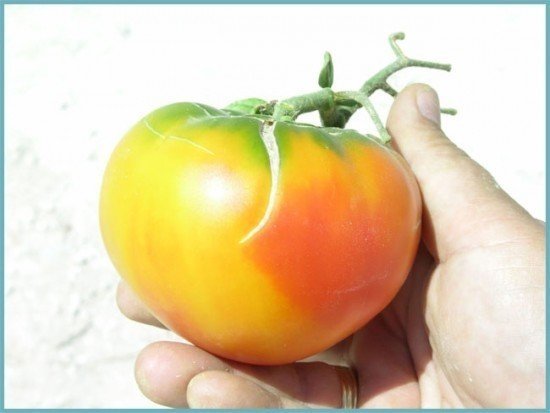 Сорт помидор буденовка