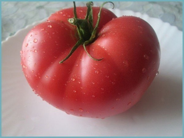 Сорт помидор саратовские