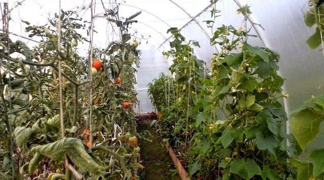 Огурцы и помидоры в теплице
